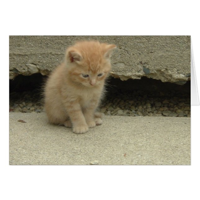 Cartão Orange Tabby Kitten (Frente Horizontal)