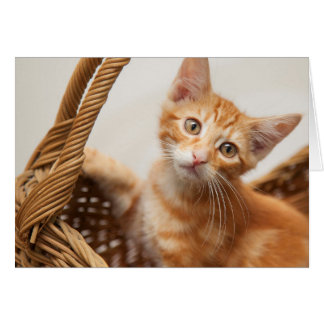Cartão Orange Tabby Kitten