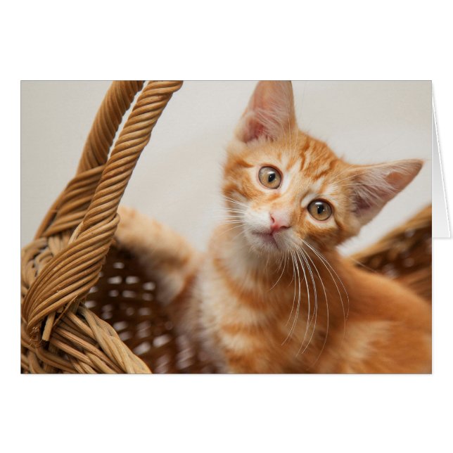 Cartão Orange Tabby Kitten (Frente Horizontal)