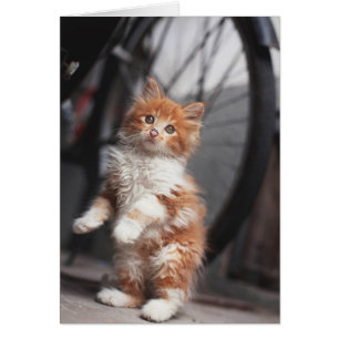 Cartão Orange Tabby Kitten
