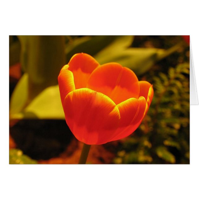 Cartão Orange Tulip (Frente Horizontal)