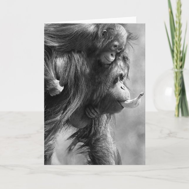 Cartão Orangutan#8-Greeting Card (Frente)