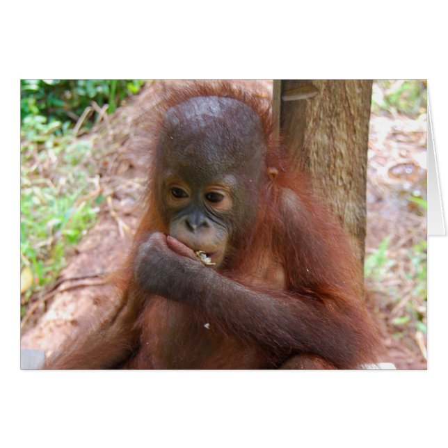 Cartão Orangutan Baby in Borneo Jungle School (Frente Horizontal)