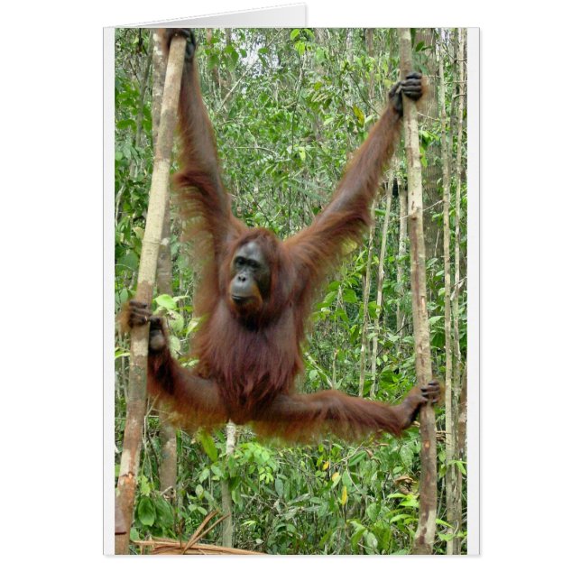 Cartão Orangutan está enforcado (Frente)