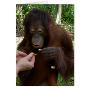 Cartão Orangutan Orphan come amendoins na selva