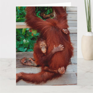 Cartão Orangutanos