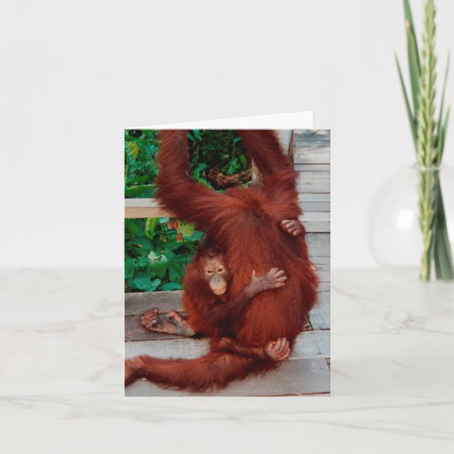 Cartão Orangutanos (Frente)