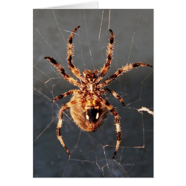 Cartão Orb Weaver Spider (Frente)