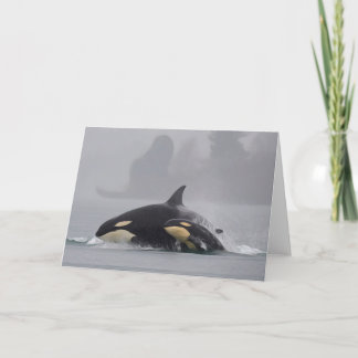 Cartão Orca Family
