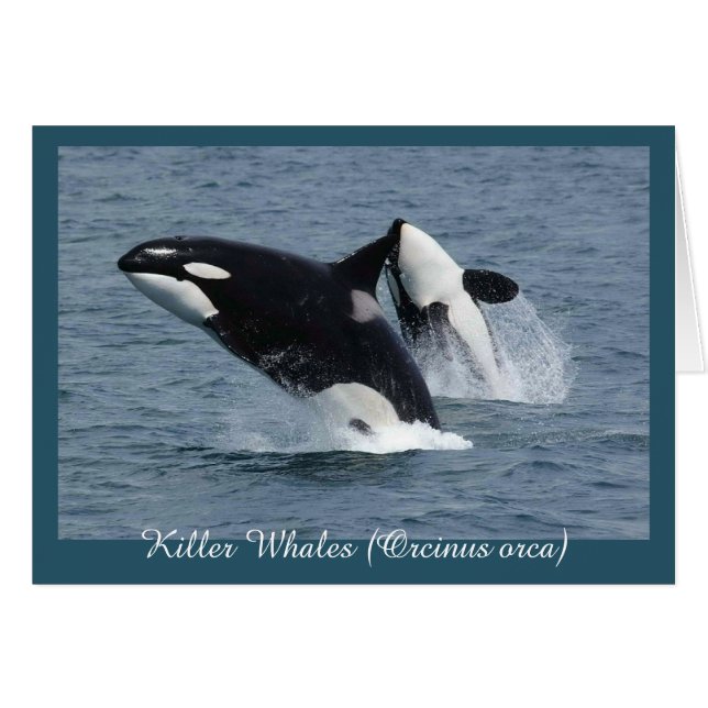 Cartão Orca Killer Whales quebrando personalizadas (Frente Horizontal)