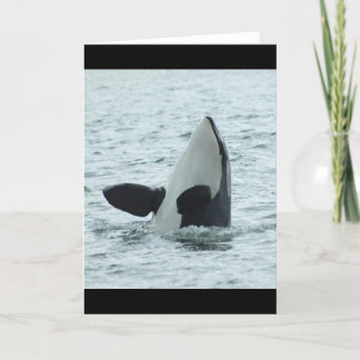 Cartão Orca Spyhop Greeting Card