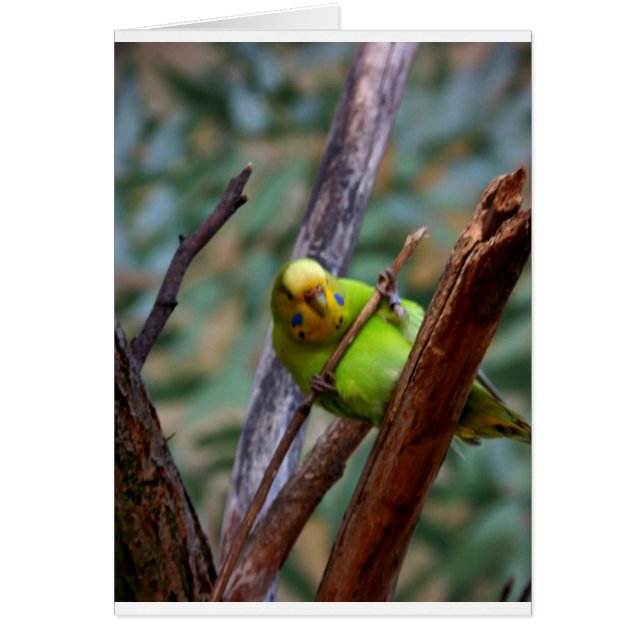 Cartão Orçamento (Frente)