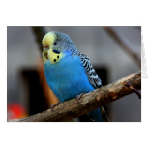 Cartão Orçamento Azul