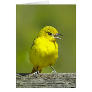 Cartão Orchard Oriole - Fotografia original