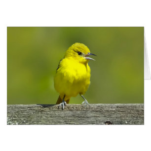 Cartão Orchard Oriole - Fotografia Original