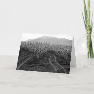 Cartão Orchards at Banning Heights, Mt. San Jacinto, 1966