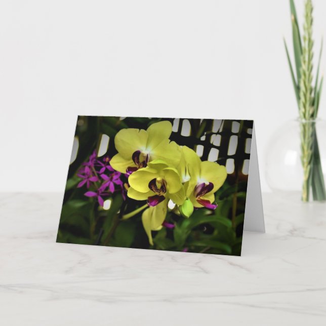 Cartão Orchid, card (Frente)