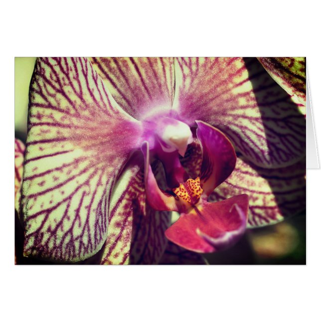 Cartão Orchid Flower Close Up Photography Note Card (Frente horizontal)