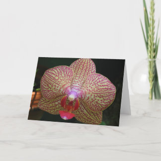 Cartão Orchid Notecard