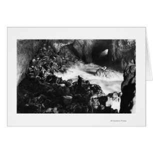 Cartão Oregon Costeira Lion Caverna Interior Vista