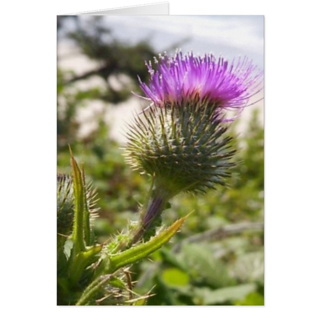 Cartão Oregon Thistles (Frente)