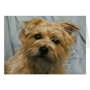 cartão orelhudo flexível do terrier