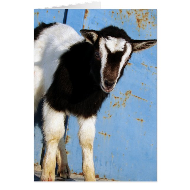 Cartão Oreo O Goat Kid (Frente)