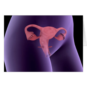 Cartão Órgão Reprodutivo Feminino, X-Ray View 2