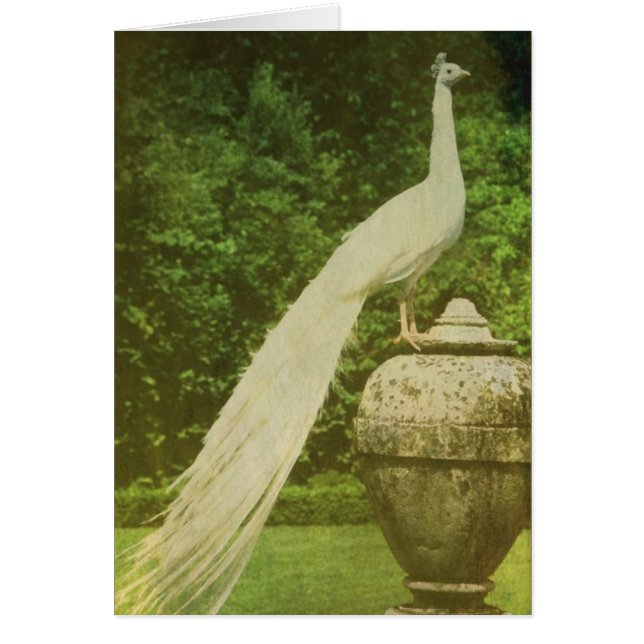 Cartão Orgulho (Frente)