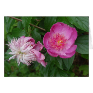 Cartão Orgulho e preconceito