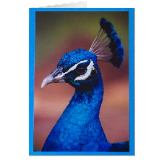 Cartão Orgulhoso como um pavão