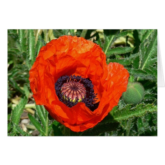 Cartão Oriental Poppy (Frente Horizontal)