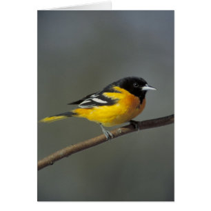 Cartão Oriole