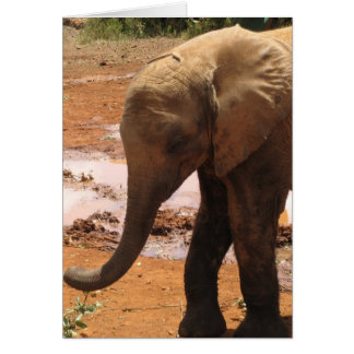 Cartão Orphan Baby Elephant