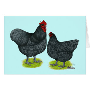 Cartão Orpington: Pares azuis