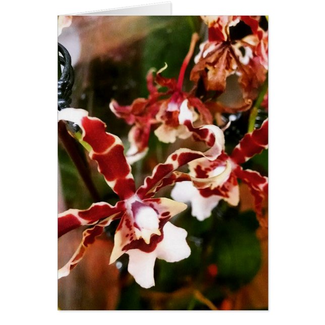 Cartão Orquídea (Frente)