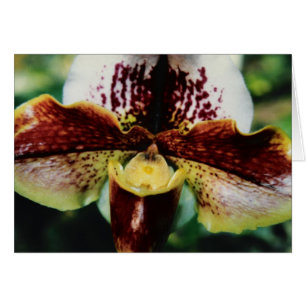 Cartão Orquídea