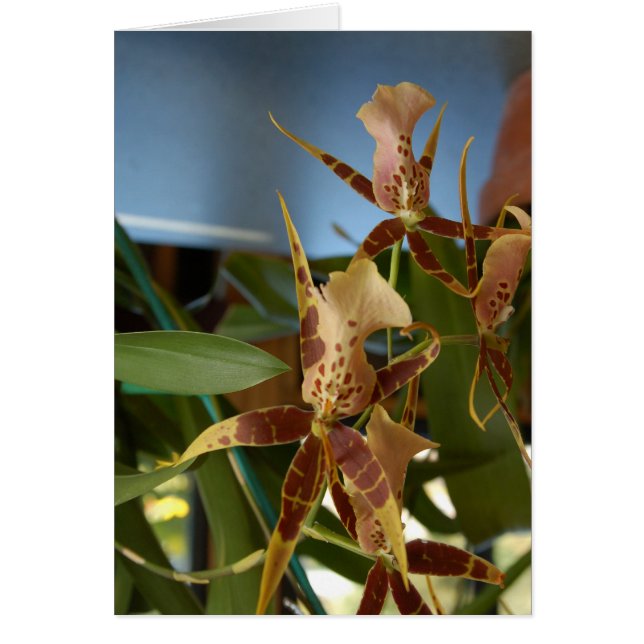 Cartão Orquídea (Frente)