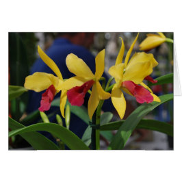 Cartão Orquídea Amarela de Vero Beach, FL