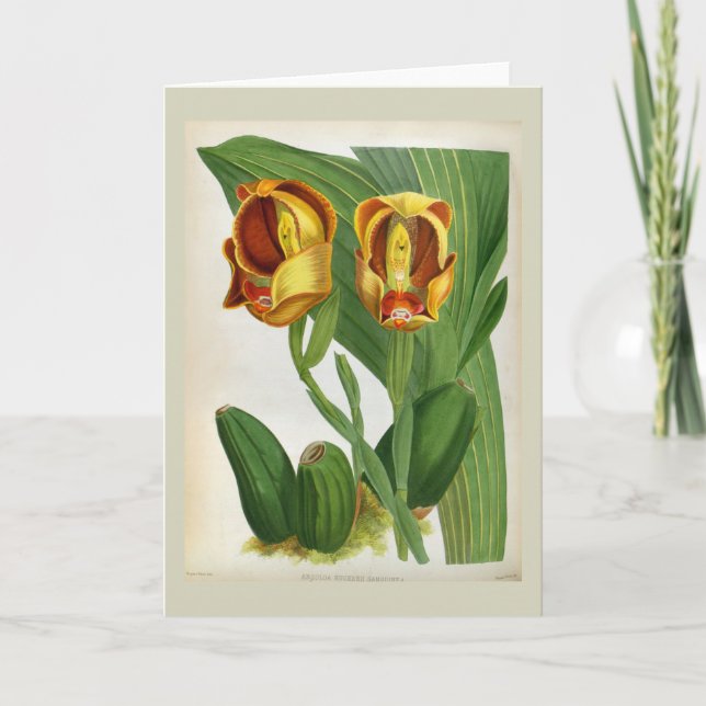 Cartão Orquídea Anguloa Ruckerii Sanguine Lindenia (Frente)