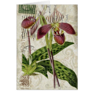 Cartão orquídea botânica francesa tropical parisiense