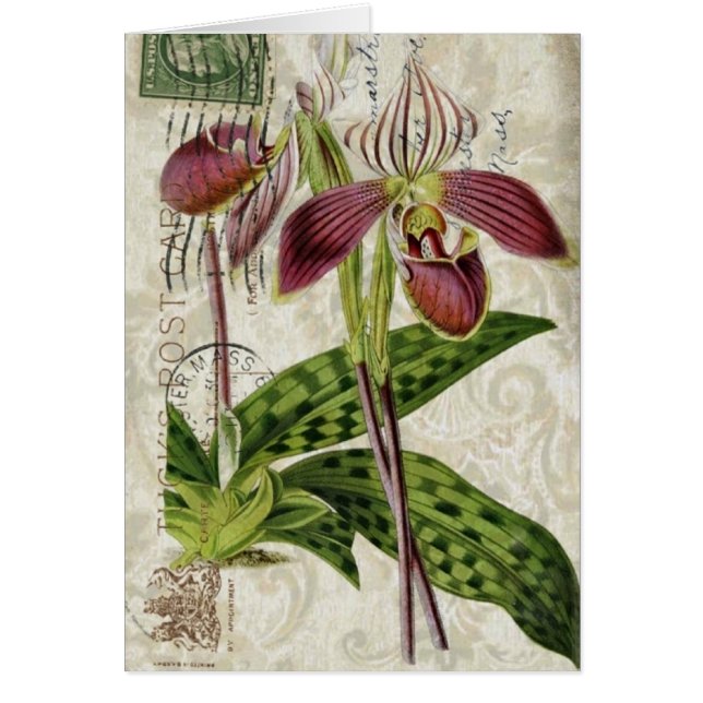 Cartão orquídea botânica francesa tropical parisiense (Frente)