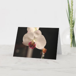 Cartão Orquídea Branca e Rosa "Feliz Aniversário!" Saudaç
