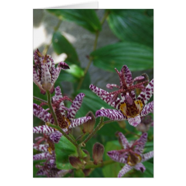 Cartão Orquídea branca-rosa-púrpura, listrada, como uma f (Frente)