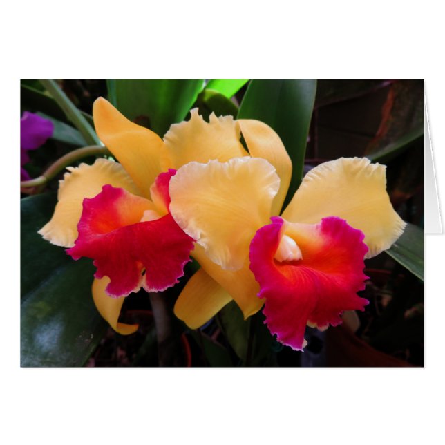 Cartão Orquídea Cattleya (Frente Horizontal)