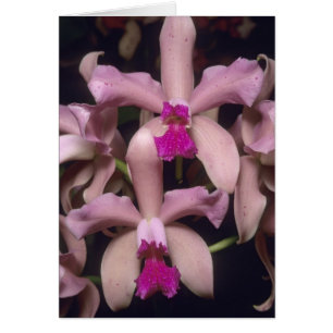 Cartão Orquídea (Cattleya amethystoglossa), Leste