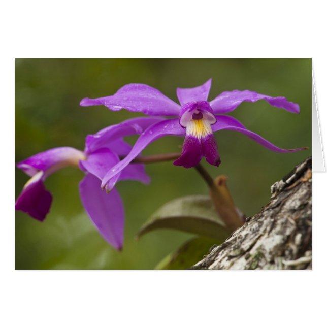 Cartão Orquídea Cattleya Violeta Cattleya violacea) (Frente Horizontal)