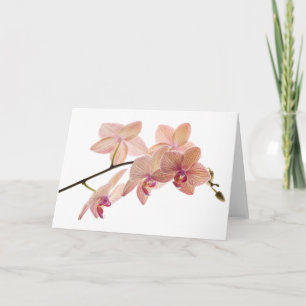 Cartão Orquídea de Dendrobium Rosa e Pêssego - Personaliz