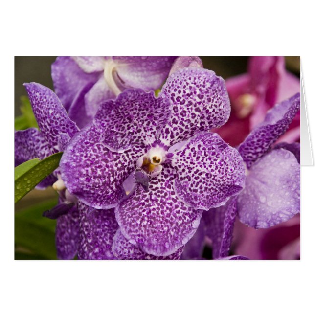 Cartão Orquídea de Vanda (Frente Horizontal)