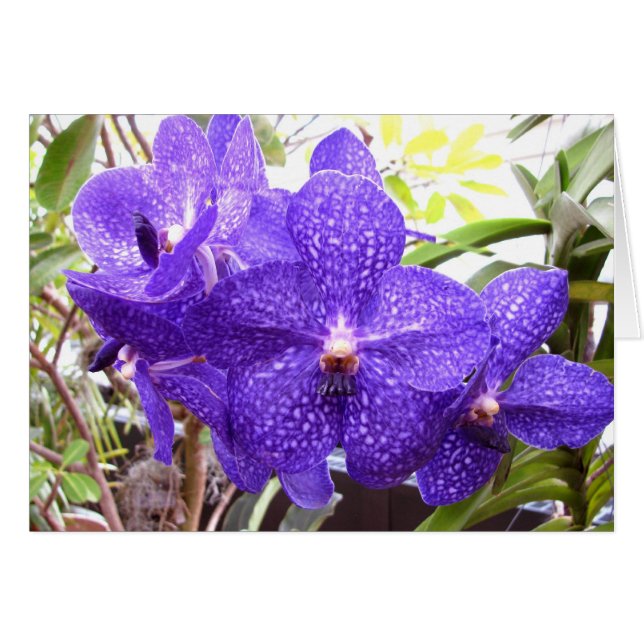 Cartão Orquídea de Vanda Pachara (Frente Horizontal)